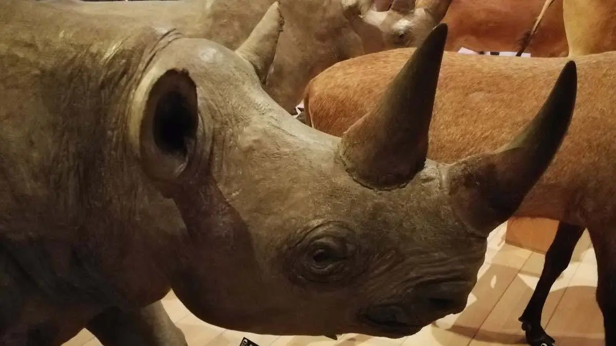 La leçon de la terre, de l'eau et du rhinocéros